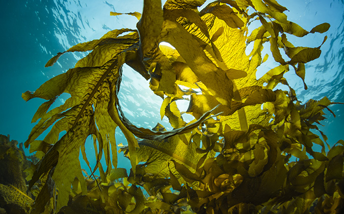 Seaweed and Sunlight