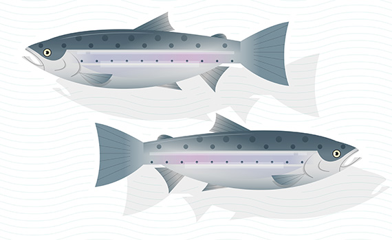 Fresh raw salmon fish isolated on white background , vector , illustration