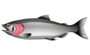 PHQweb MFast—salmon gills 332946459