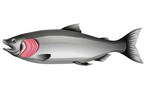 Salmon fish with gills on white background illustration