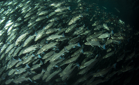 School of European sea bass ( Dicentrarchus labrax) Mediterranea