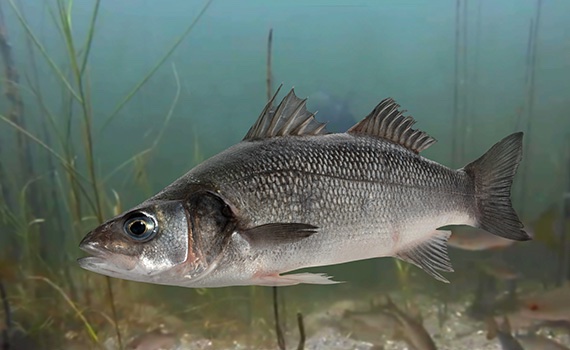 Sea bass immunity to parasitic disease