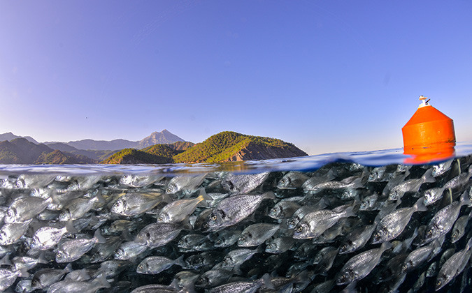 School of fish gilt-head bream (Sparus aurata) Mediterranean sea