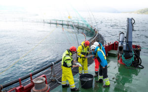 New tools can transform understanding of aquaculture’s microbiology