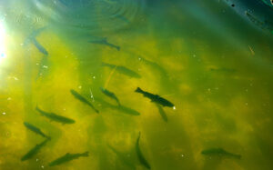 A large group of fish circling in a gloomy pond, a view from abo
