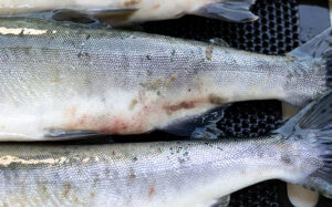 sea lice all over pink salmon