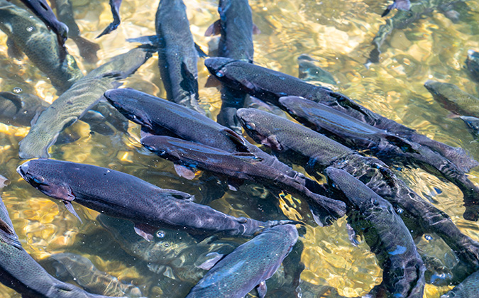 Yeast could aid shift away from fish-based diets in rainbow trout  aquaculture - Fish Health Forum