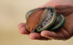 Two Australian farmed Tiger abalone being gently handled