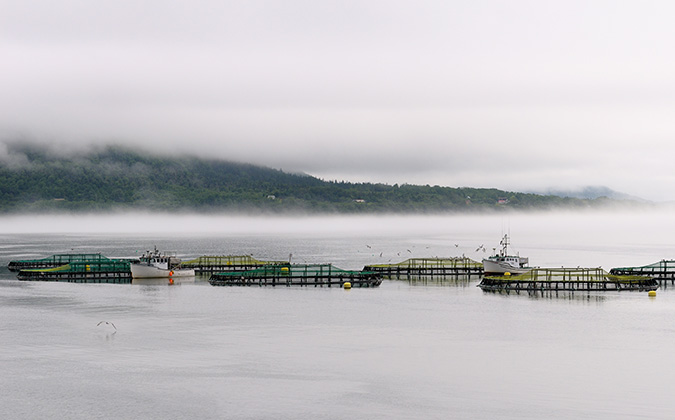 Digby Salmon fishfarm pens and boats in fog at Annapolis Basin S