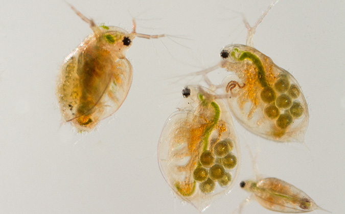 Daphnia water fleas from the pond
